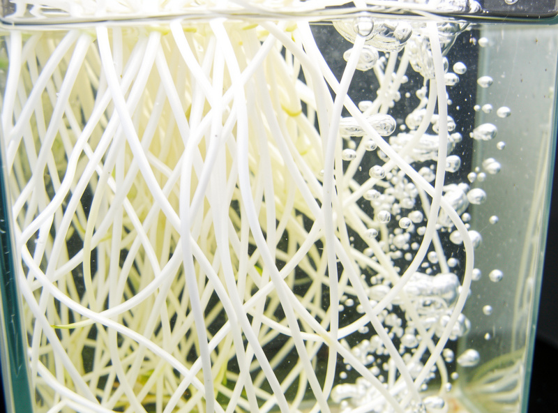 Bright white healthy hydroponic roots suspended in a well-aerated deep water culture reservoir with rising air bubbles