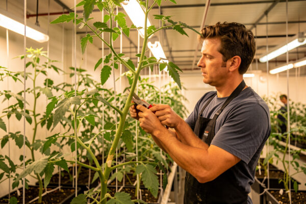 Pruning and Training Hydroponic Plants for More Yield