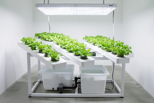 DIY NFT Hydroponic System: Build It From PVC