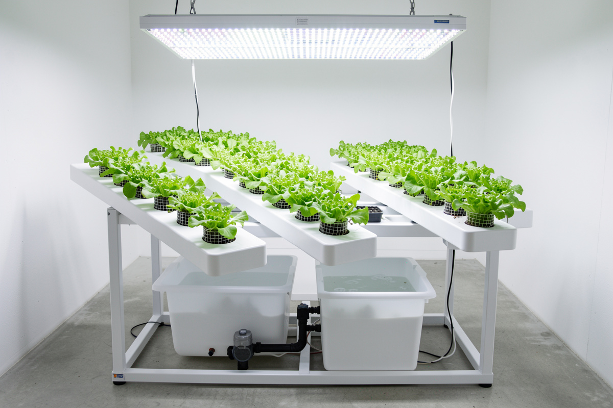 A finished PVC NFT hydroponic system with sloped channels of lettuce under LED grow light