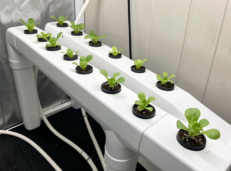 A homemade NFT system built from sloped white PVC fence-post channels holding lettuce seedlings in net pots