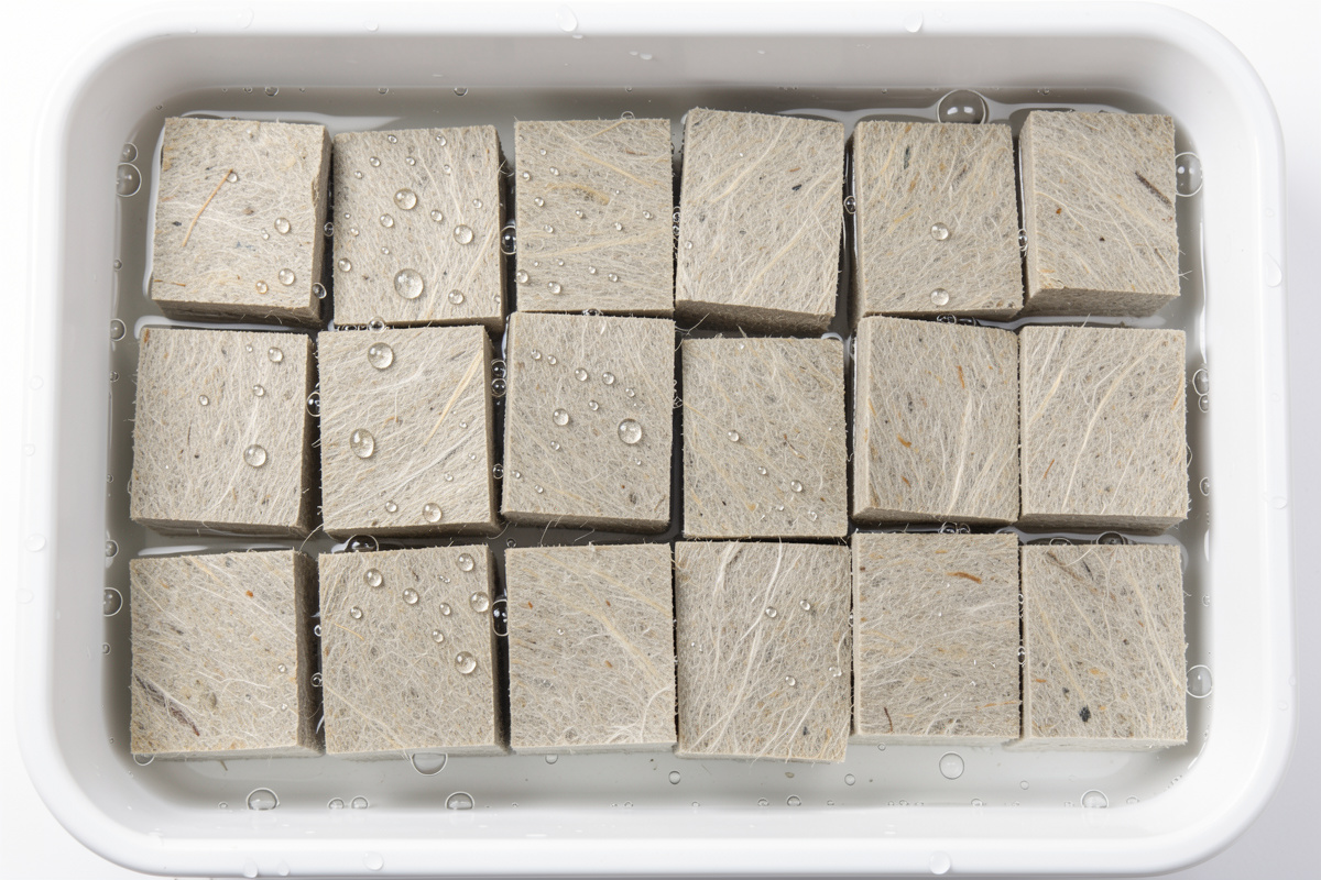 Rockwool starter cubes soaking in pH-adjusted water for hydroponic seed starting