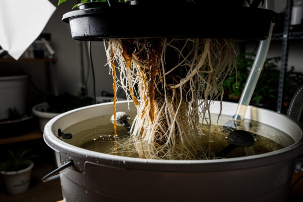 Hydroponic Root Rot: How to Identify Treat and Prevent Pythium