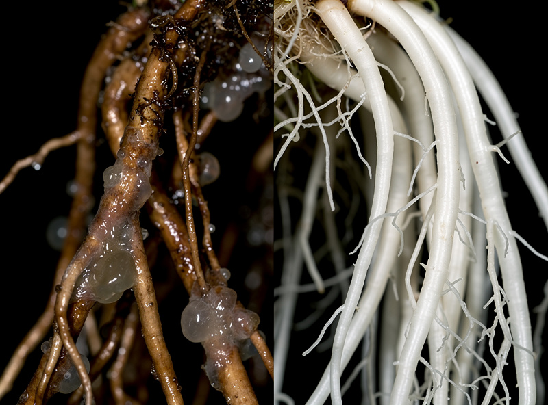 Close-up of brown slimy hydroponic roots infected with Pythium root rot next to healthy white roots