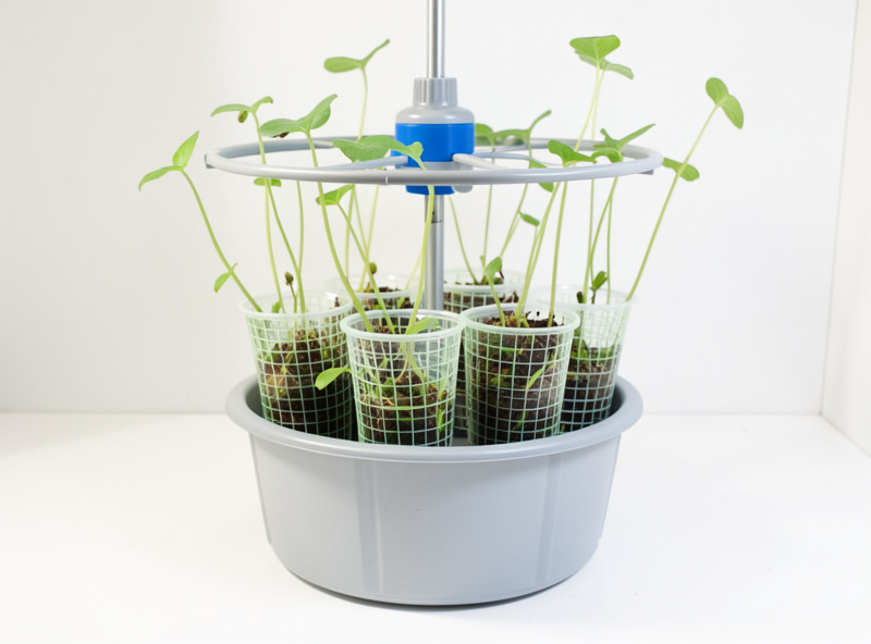 A low-pressure aeroponic bucket cloner misting cuttings rooting in net-cup collars