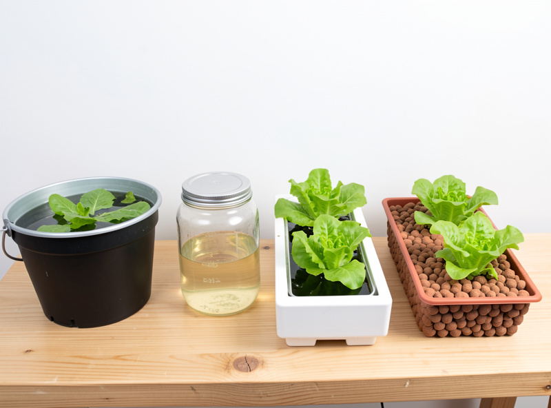 Four hydroponic systems lined up on a bench growing the same lettuce for a side-by-side comparison