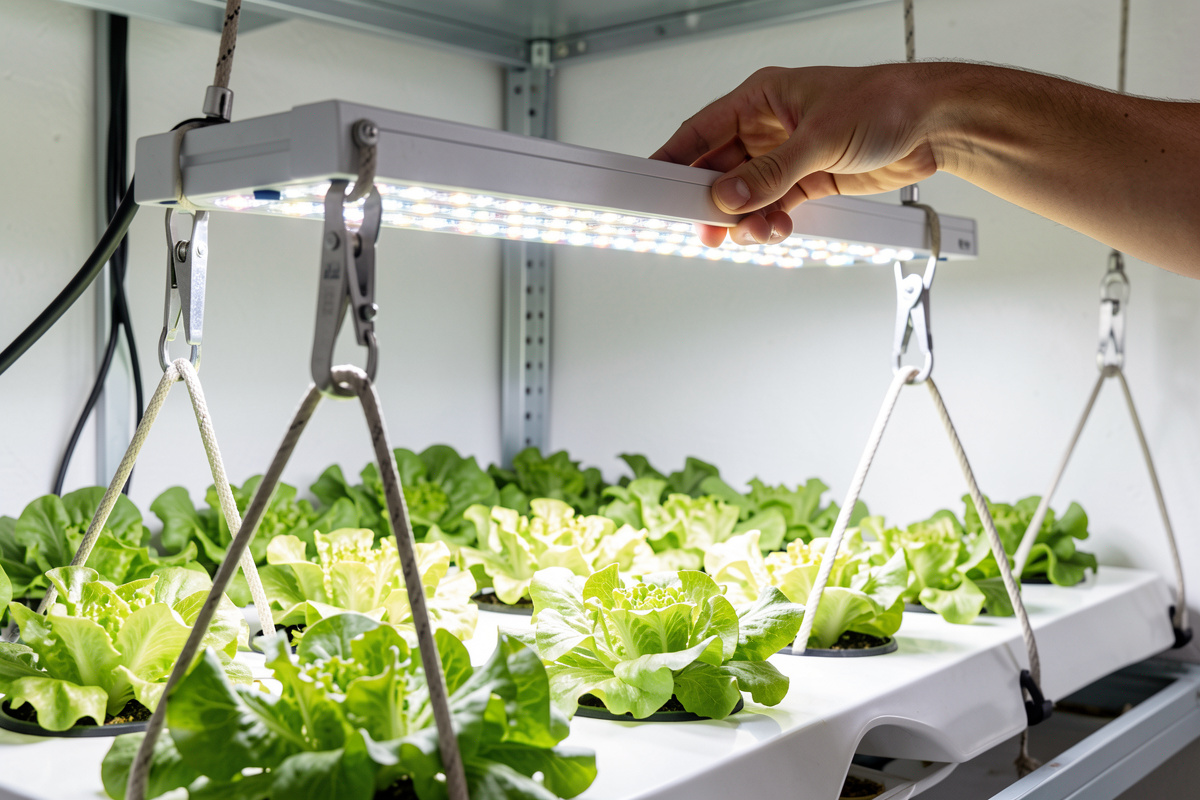 Grow light hung at the correct distance above hydroponic plants, measured with a meter