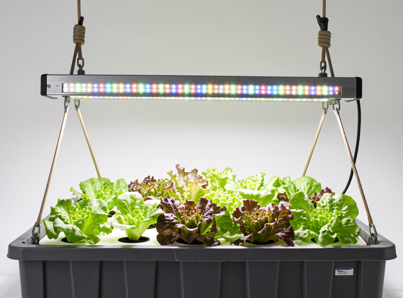 A full-spectrum LED grow bar on adjustable rope ratchet hangers above a hydroponic lettuce tote, showing the mounting height gap