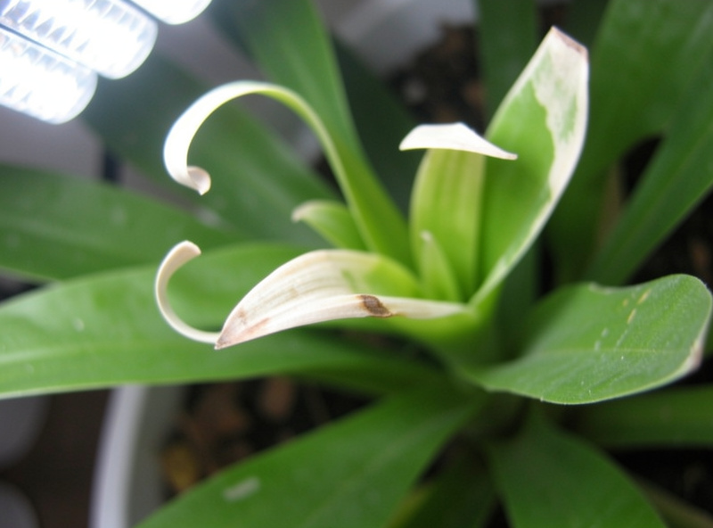 Close-up of bleached, curling leaf tips on a plant positioned too close to an intense LED grow light