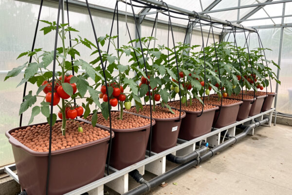 Dutch Bucket Hydroponics: Bato Buckets and Drip Systems for Fruiting Crops
