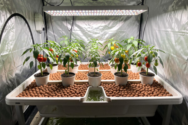 Ebb and Flow Hydroponics: How Flood-and-Drain Systems Work