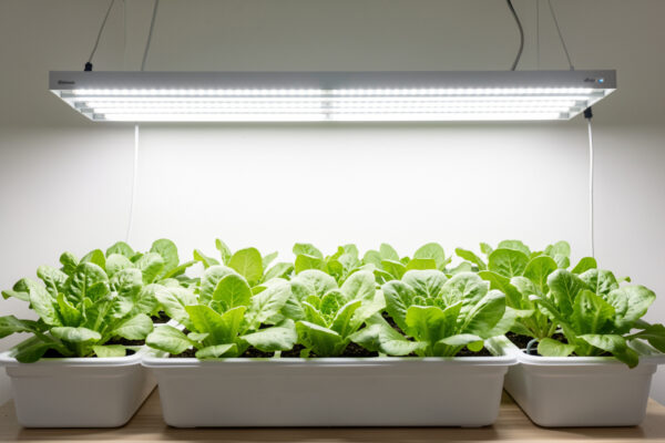 Hydroponic Grow Lights: How to Choose, Hang and Schedule Your Lighting