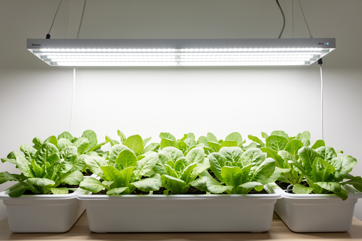 Hydroponic grow lights hung over leafy greens with a PAR meter measuring light