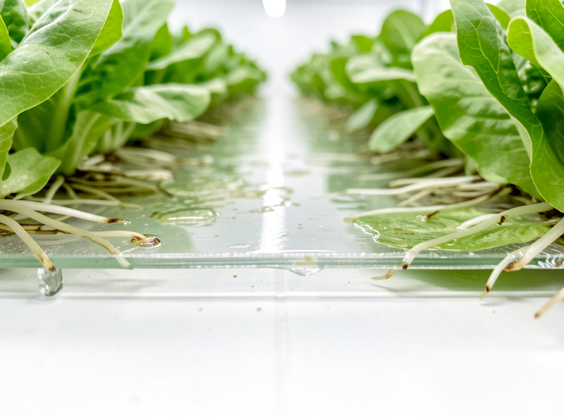 Looking into an NFT channel showing a thin film of nutrient solution and a flat white root mat along the floor