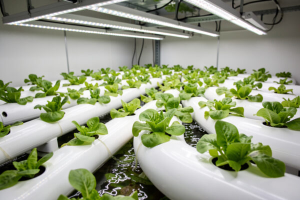NFT Hydroponic Systems: The Nutrient Film Technique Explained