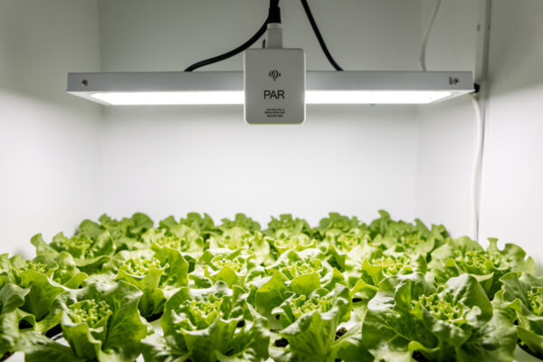 Grow Light PPFD and DLI for Hydroponics: The Numbers Explained