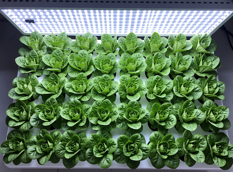 Top-down view of a hydroponic lettuce tray with even green growth under a full-spectrum LED panel, illustrating good PPFD coverage