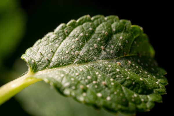 Spider Mites in Hydroponic Systems