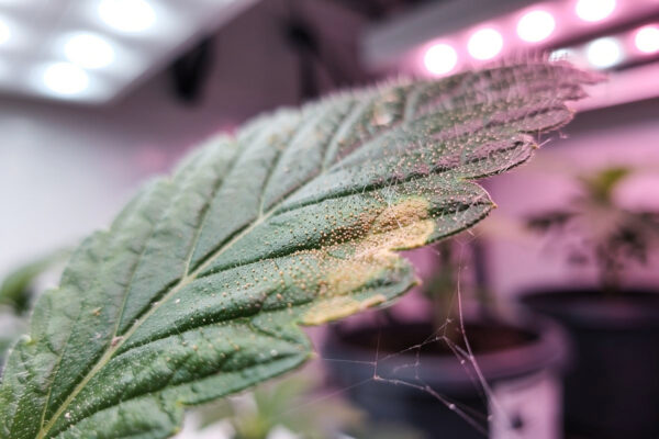 Spider Mites in Hydroponics: How to Spot and Kill Them