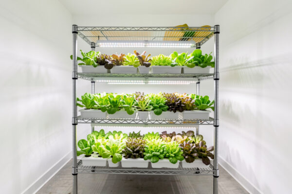 Vertical Farming at Home: Stacking Hydroponics for More Yield