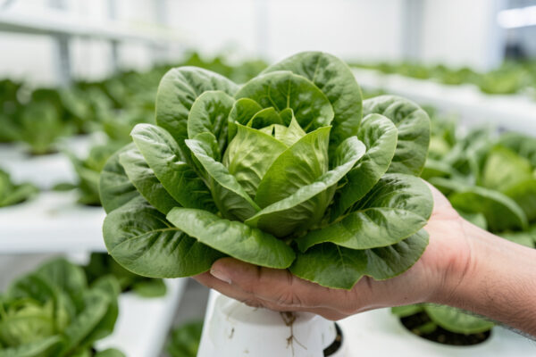 When to Harvest Hydroponic Plants: Reading the Signals