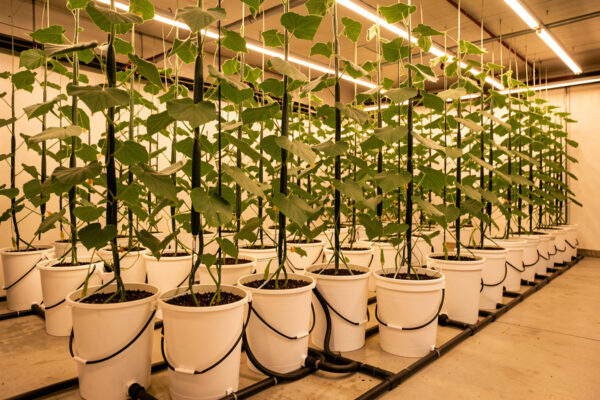 Best System for Heavy Vining Crops: Why I Default to Dutch Buckets