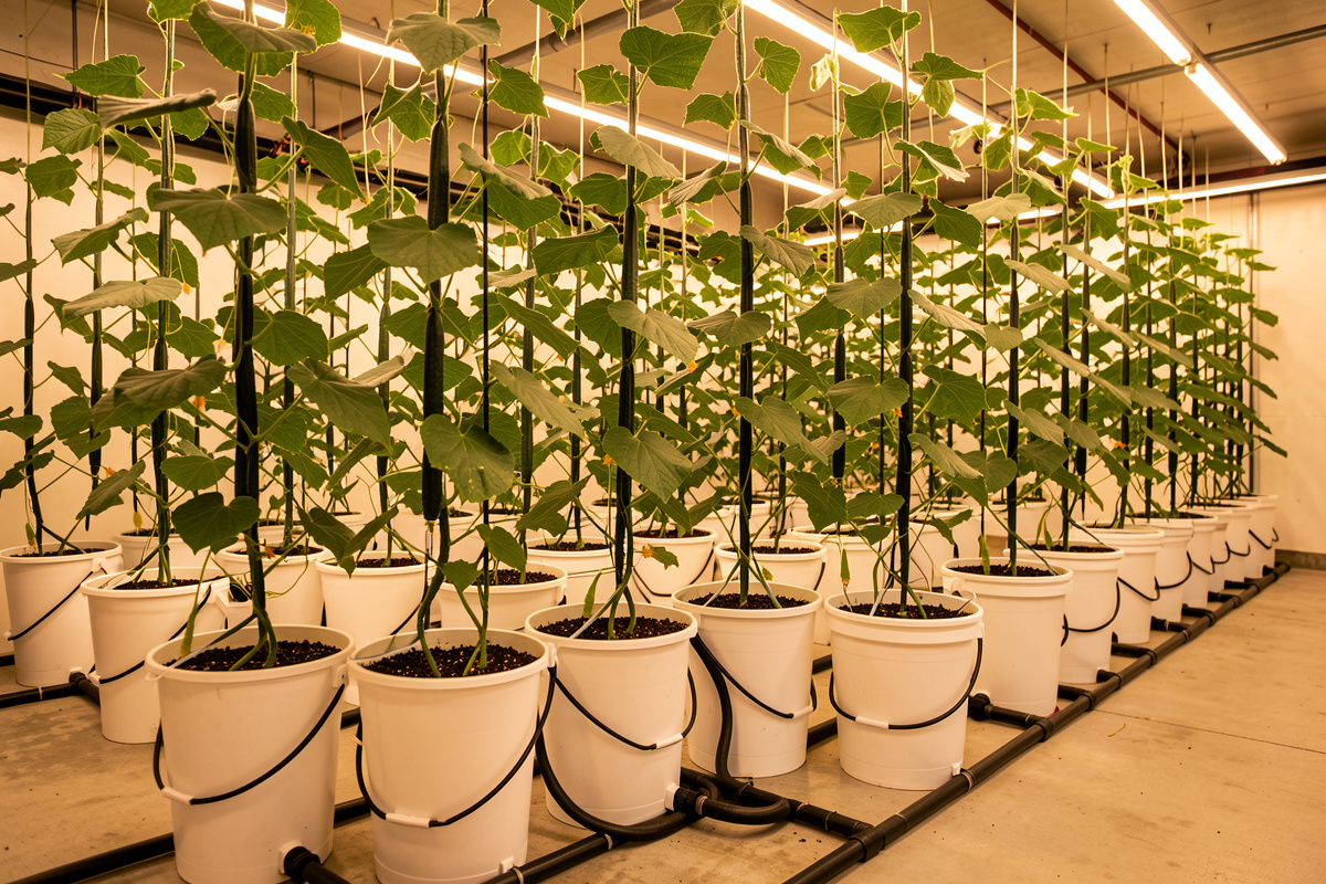Row of white Dutch buckets with drip and drain lines feeding tall trellised cucumber vines under LED light