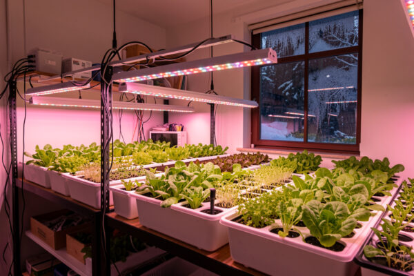 Cold-Climate Indoor Hydroponics: My Winter System