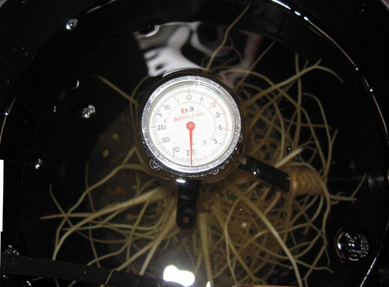 Floating thermometer in a dark hydroponic reservoir during a water change showing the temperature