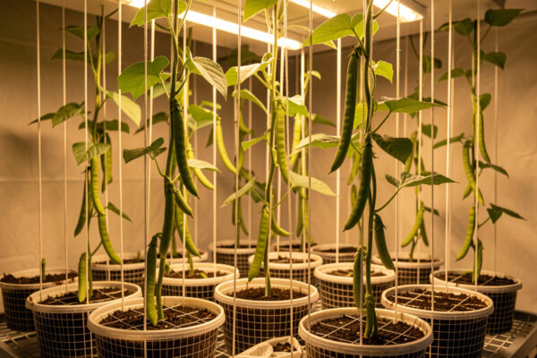 Growing Beans Hydroponically: Bush vs Pole in a Soilless Setup