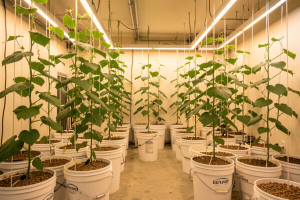 The Hydroponic Vining Crops Guide: Systems & Support