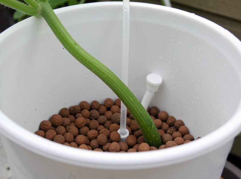 Close-up of a white Dutch bucket with a cucumber vine stem emerging from clay pebbles and a drip emitter