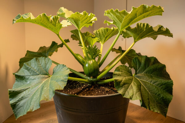 Hydroponic Zucchini and Summer Squash: Space and Support