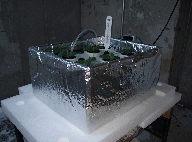 Hydroponic reservoir wrapped in reflective foam insulation sitting on a foam board in a cold room