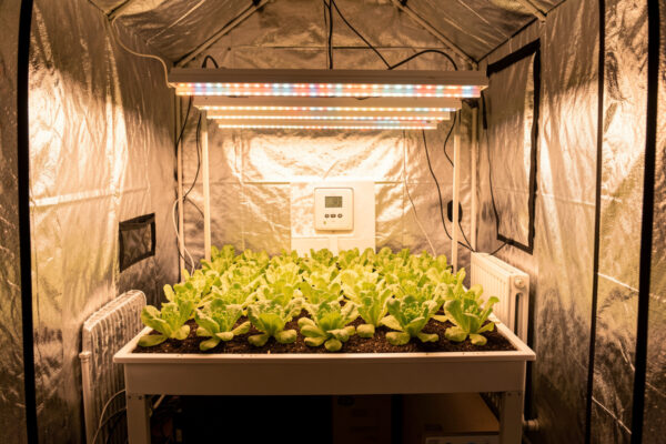 Low Humidity in Winter Grow Rooms: VPD With Heat On