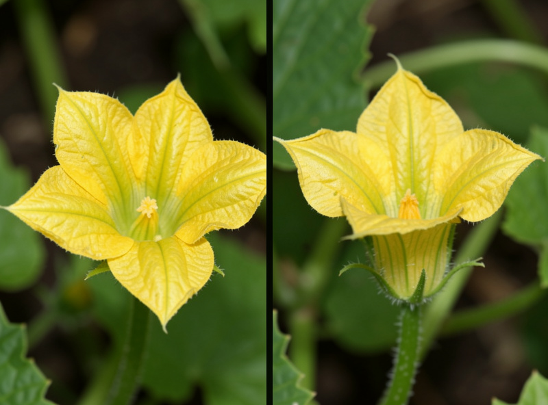 Close-up comparison of a male and female cucumber flower, the female showing a tiny fruit behind the bloom