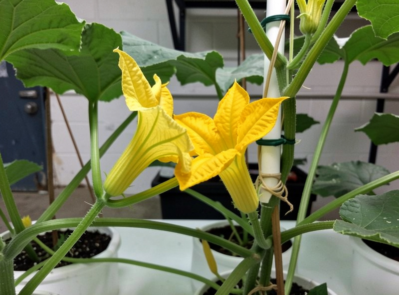 A picked male squash blossom being dabbed into an open female flower on a hydroponic melon vine indoors