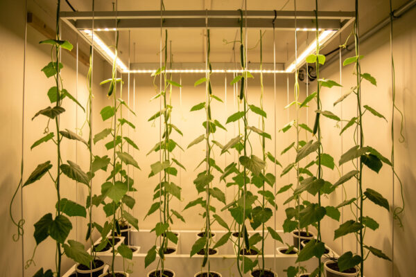 Trellising Hydroponic Vines: The Drape Method I Use