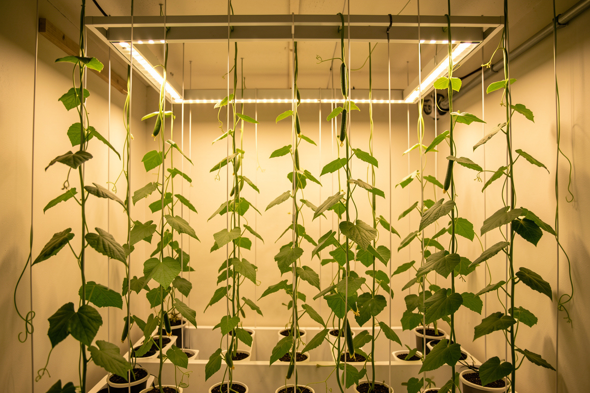 Indoor hydroponic vines trained up vertical strings from an overhead bar with some lowered and draped under LED light