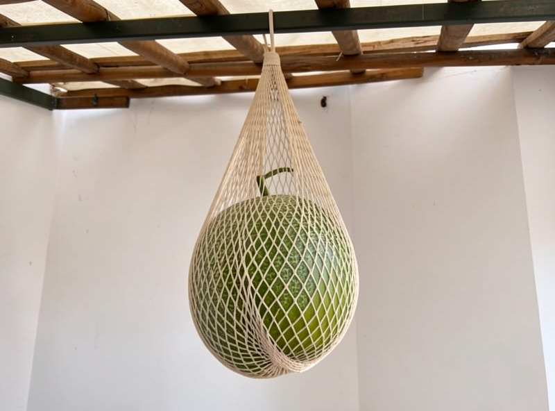 Heavy melon resting in a soft mesh sling hung from an overhead trellis bar indoors
